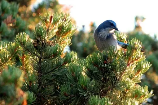 Audubon Christmas Bird Count